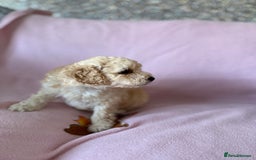 Labradoodle dogs for sale: Last three F1BB mini/toy labradoodle puppies  - Image 5