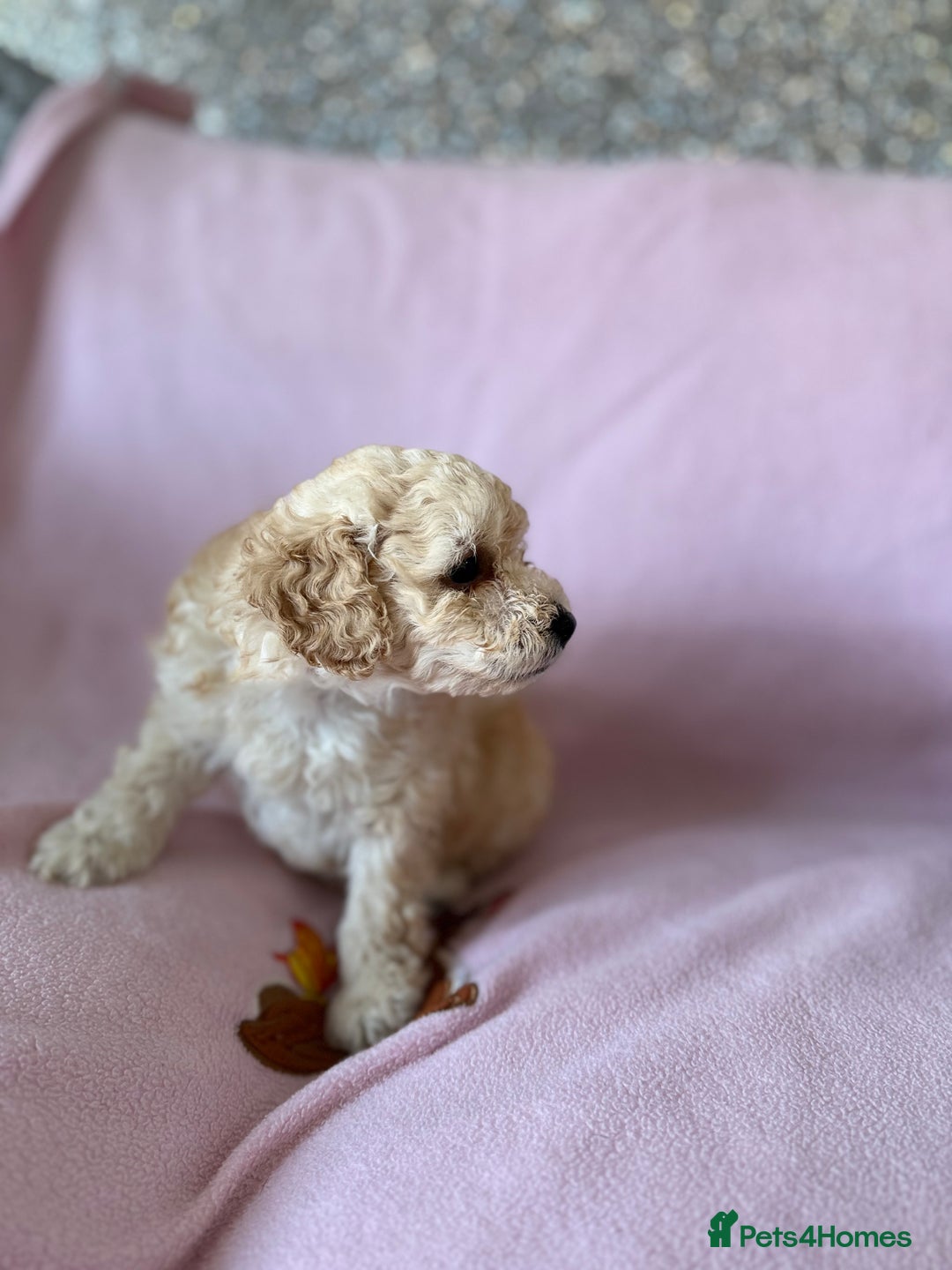 Labradoodle dogs for sale: Last three F1BB mini/toy labradoodle puppies  - Image 5