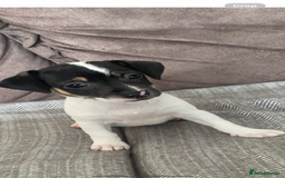 Jack Russell dogs for sale: Lovely miniature jack Russell pups - Image 6