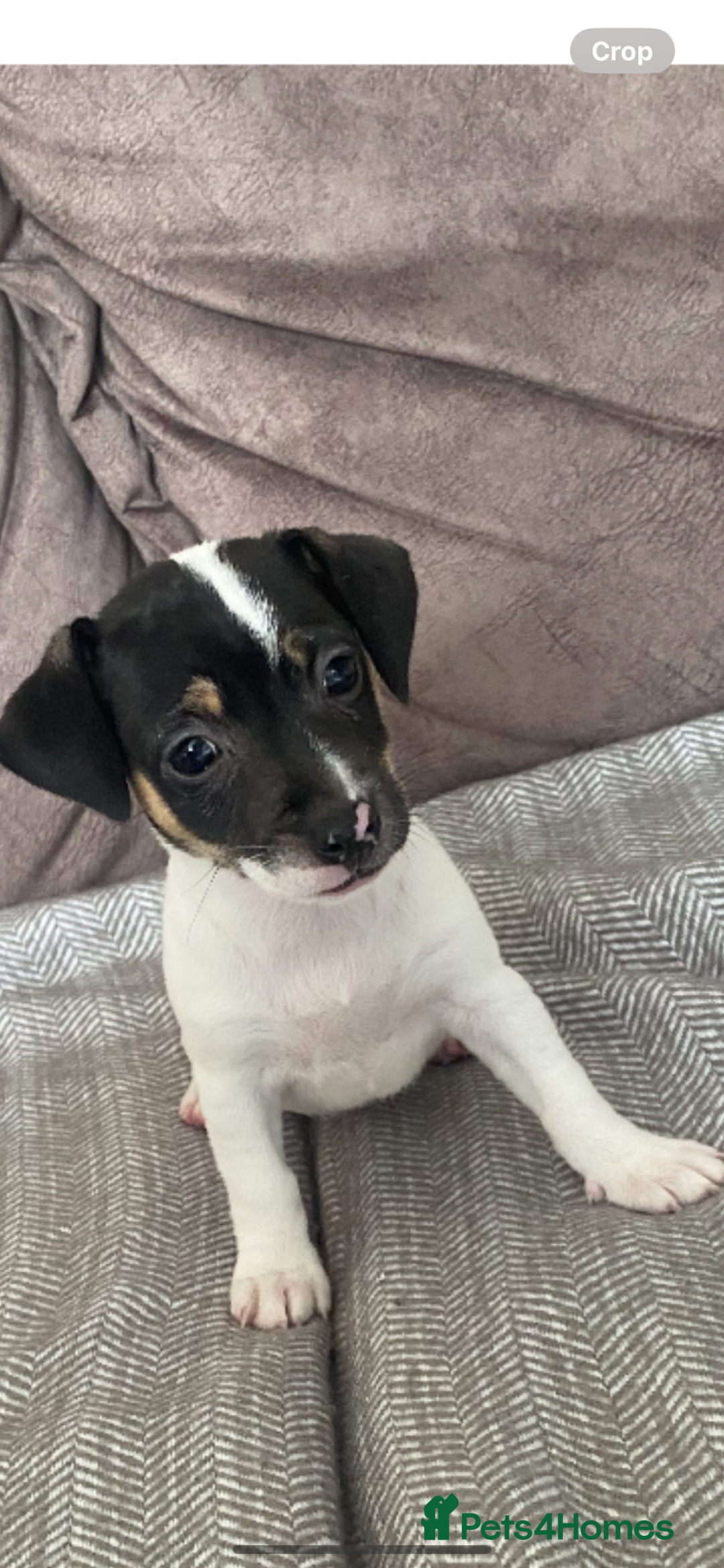 Jack Russell dogs for sale: Lovely miniature jack Russell pups - Image 6