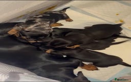 Dachshund dogs for sale: Miniature dachshund  - Image 21