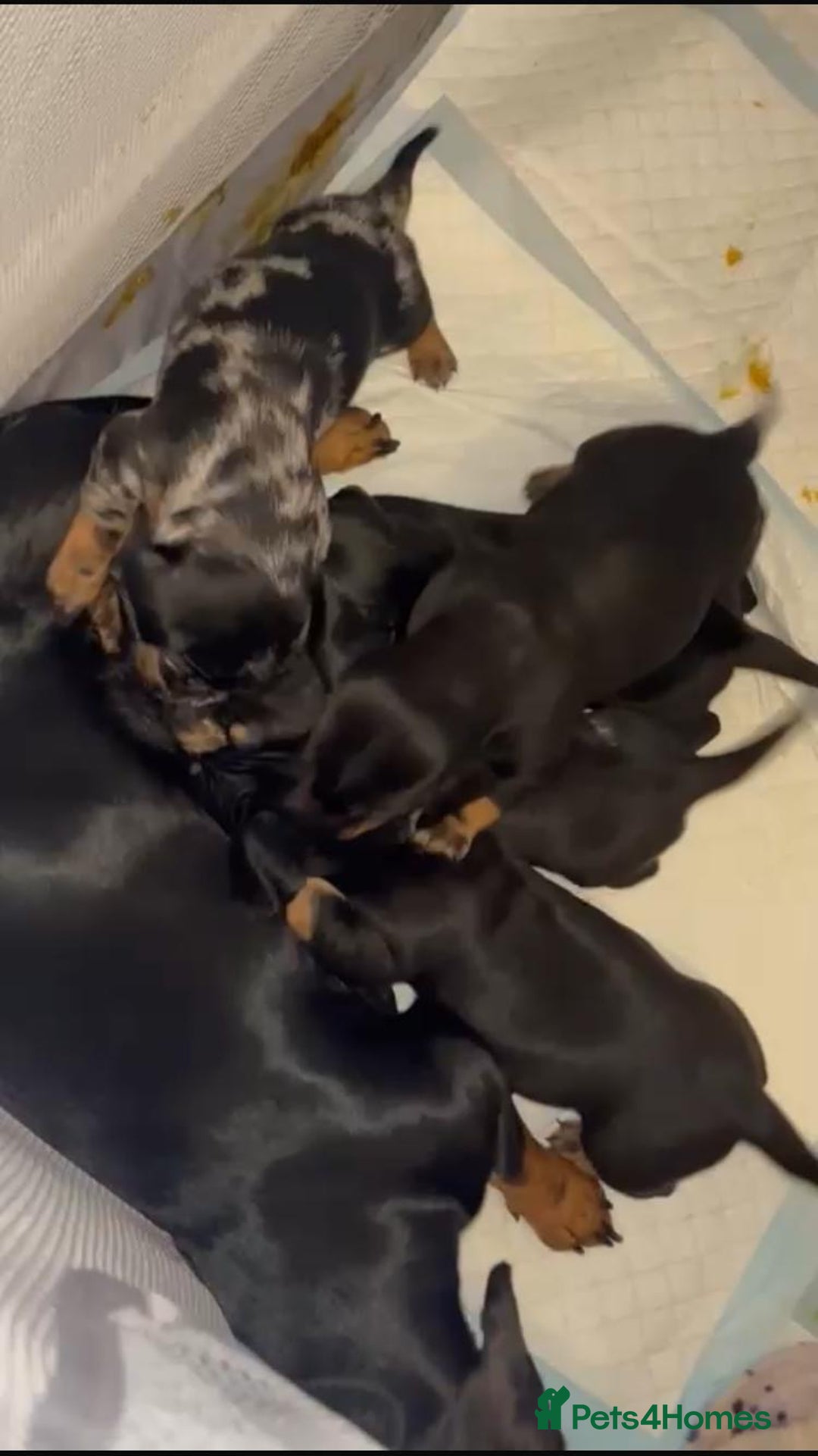 Dachshund dogs for sale: Miniature dachshund  - Image 21