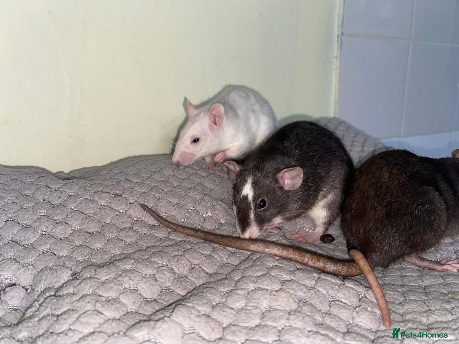 Rat rodents for sale: Mixed sexed baby rats in Chelmsford - Advert 9
