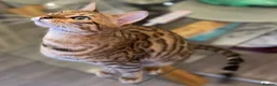 Bengal cats for sale: Pure Bengal Kittens  - Advert 3