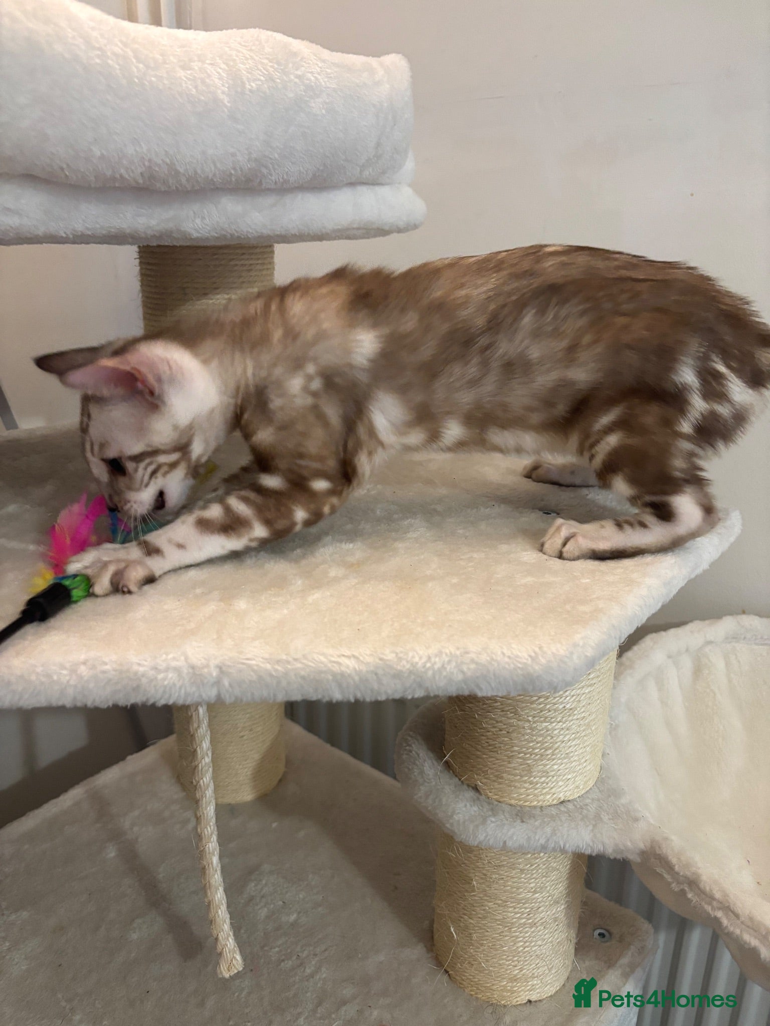 Bengal cats 🌟pedigree bengal kittens🌟 - Advert 12