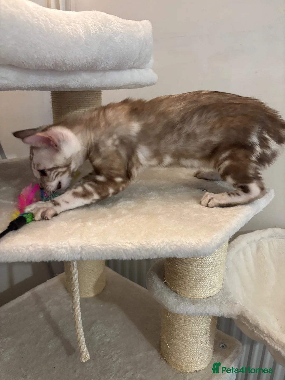 Bengal cats for sale: 🌟pedigree bengal kittens🌟 - Advert 1