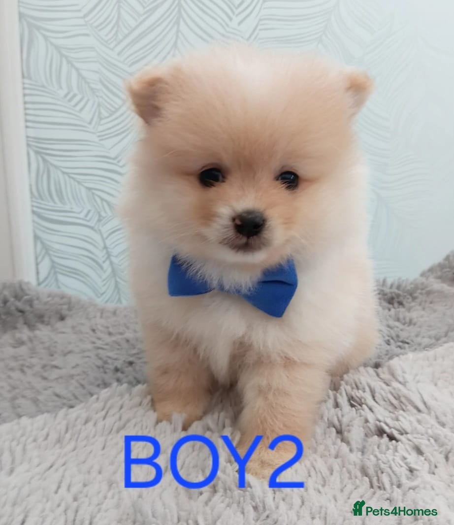 Pomeranian dogs AMAZING POMERANIAN TEDDY BEAR PUPPIES. 2 BOYS - Advert 2