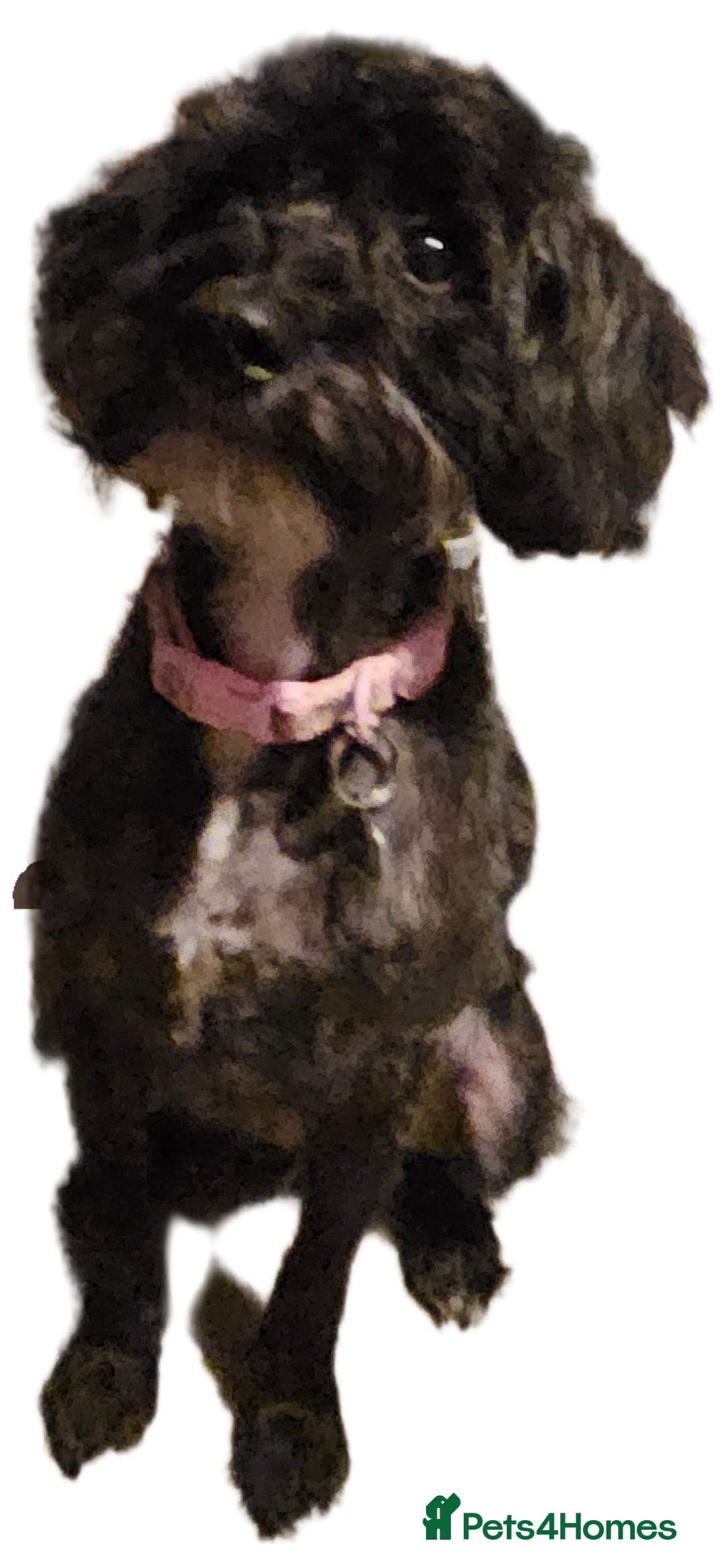Schnoodle dogs for sale: Daisy is a 2 year old snoodle  - Image 4