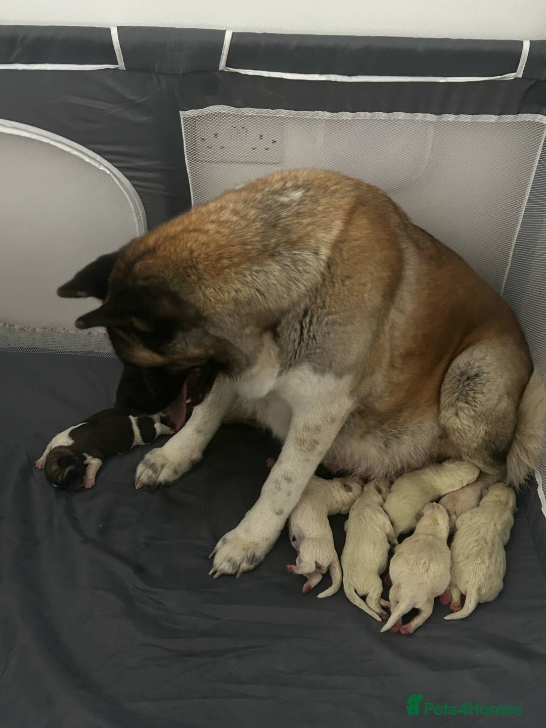Akita dogs for sale: 4 Chunky American Akita puppies  - Image 8