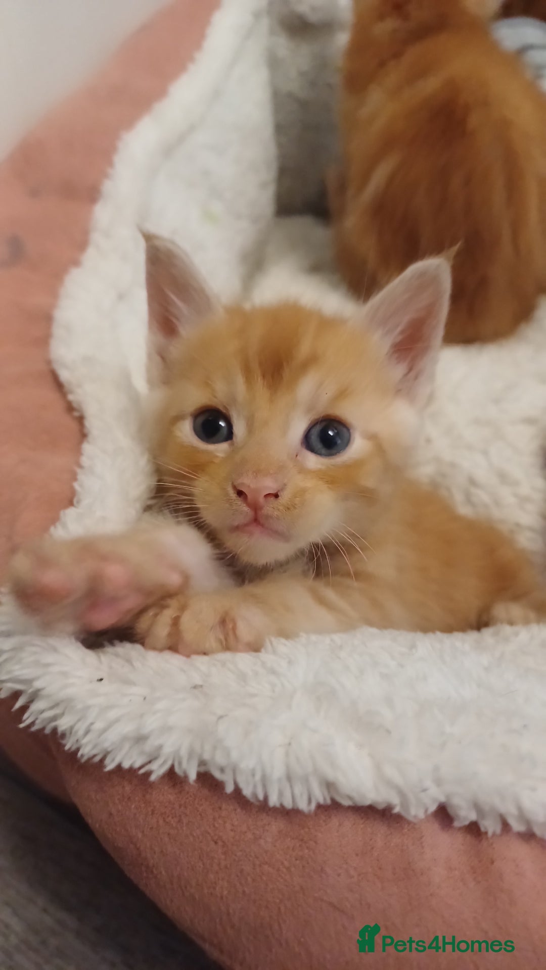 Maine Coon cats for sale: 5 chunky male, 1 female maine coon - Image 13