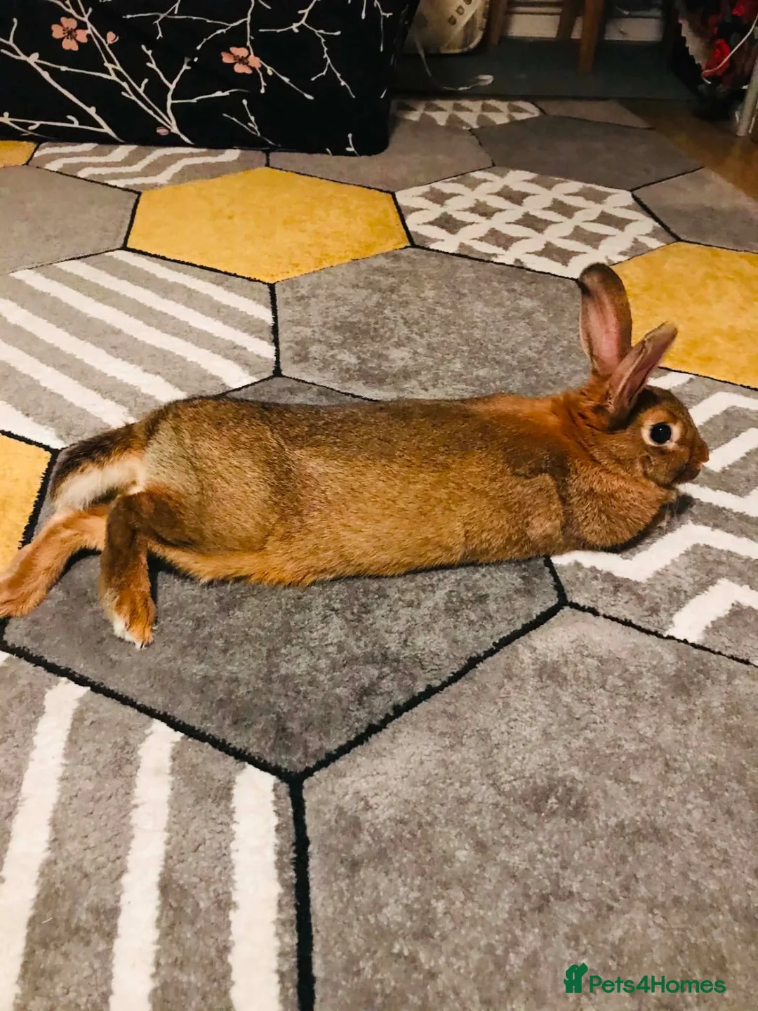 Mixed Breed rabbits for sale: Daisy in Milton Keynes - Advert 3