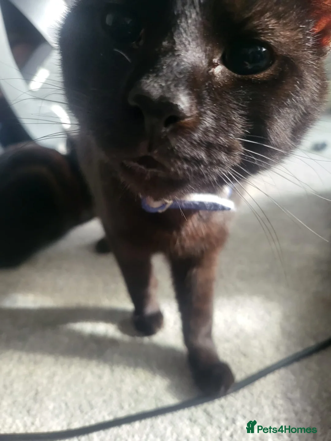 Mixed Breed cats for sale: 2 black cats  - Advert 2