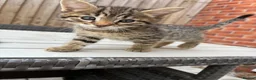 Bengal cats for sale: LAST FEMALE KITTEN READY NOW - Advert 6