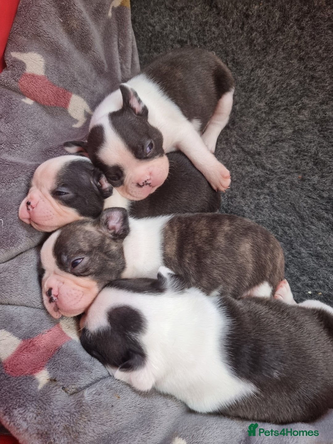 Boston Terrier dogs for sale: Beautiful Boston Terriers pups - Image 19
