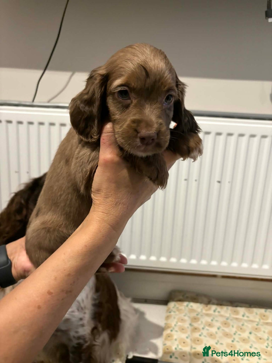 Cocker Spaniel dogs for sale: KC reg parents DNA health tested “show type”   - Advert 6