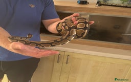 Python Snake reptiles for sale: Ball python  - Image 4