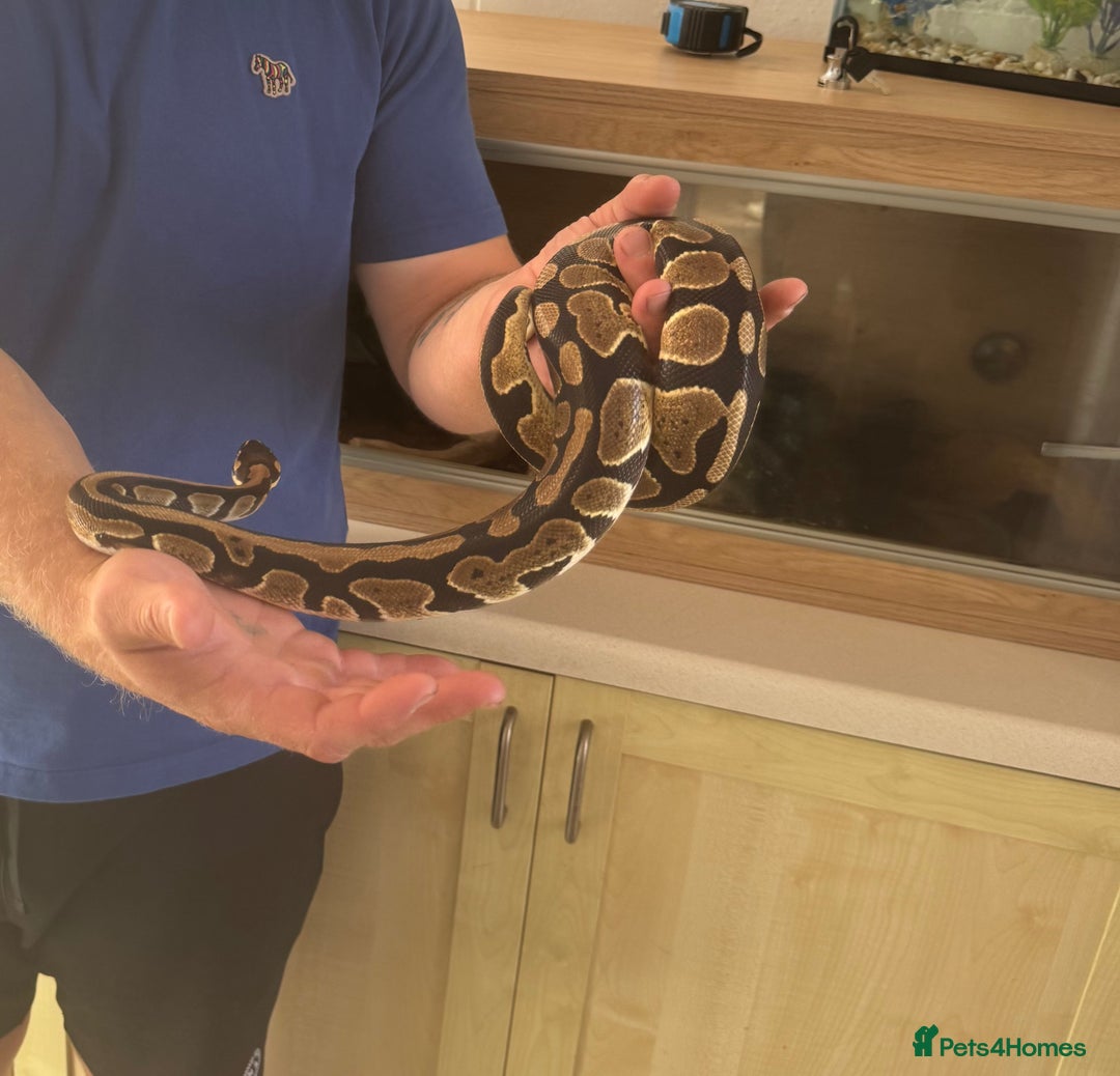 Python Snake reptiles for sale: Ball python  - Image 4