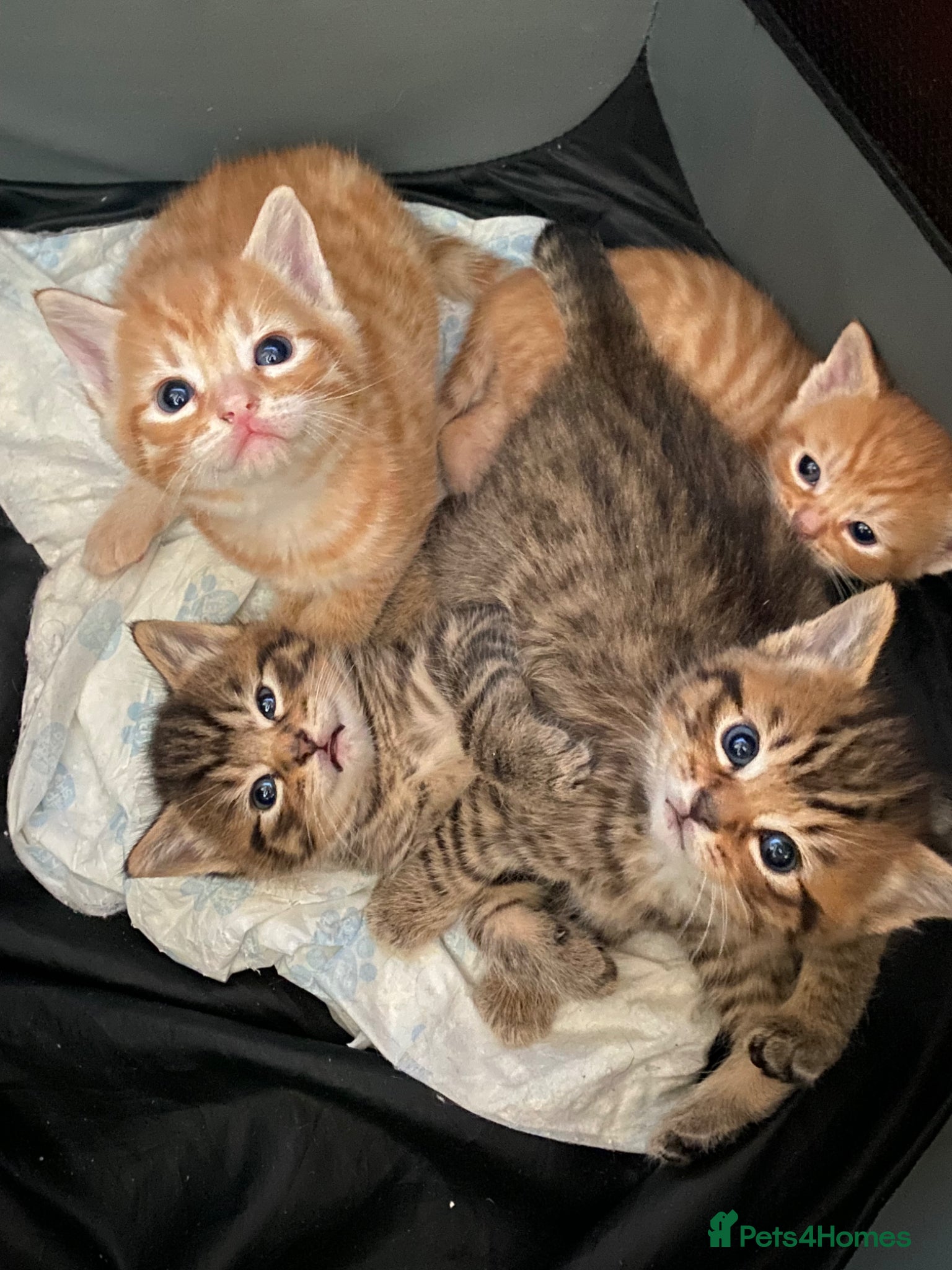 Mixed Breed cats Cute kittens 1 ginger boy/1 ginger girl 2 tabby’s  - Advert 2