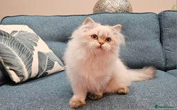 Scottish Fold cats for sale: Excellent Scottish straight kittens  - Advert 26