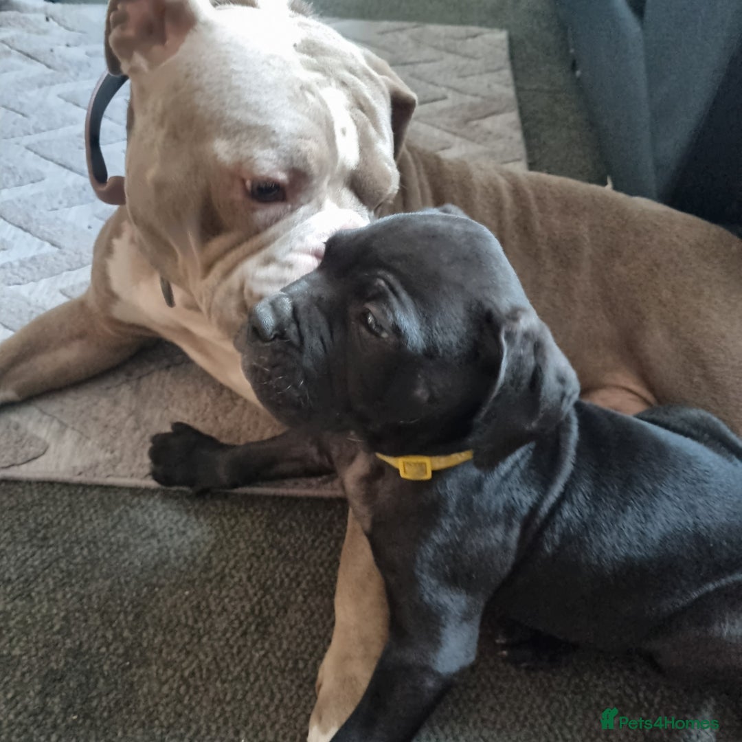 Mixed Breed dogs for sale: Olde english bully x staffordshire bull terrier - Image 6