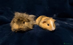 Guinea Pig rodents for sale: Baby male Guinea pigs  - Image 3