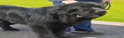 Newfoundland dogs for sale: Expected Newfoundland Pups Register Your Interest - Advert 18