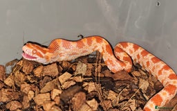 Corn Snake reptiles for sale: Healthy amelanistic baby cornsnakes  - Image 3