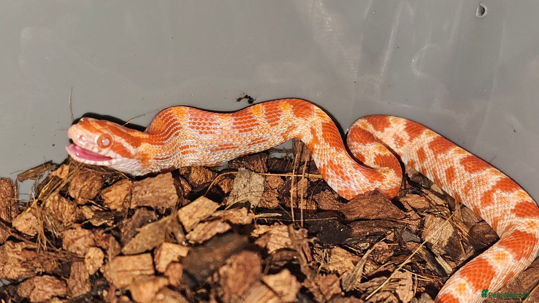 Corn Snake reptiles for sale: Healthy amelanistic baby cornsnakes  - Image 3