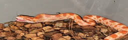 Corn Snake reptiles for sale: Healthy amelanistic baby cornsnakes  - Advert 5