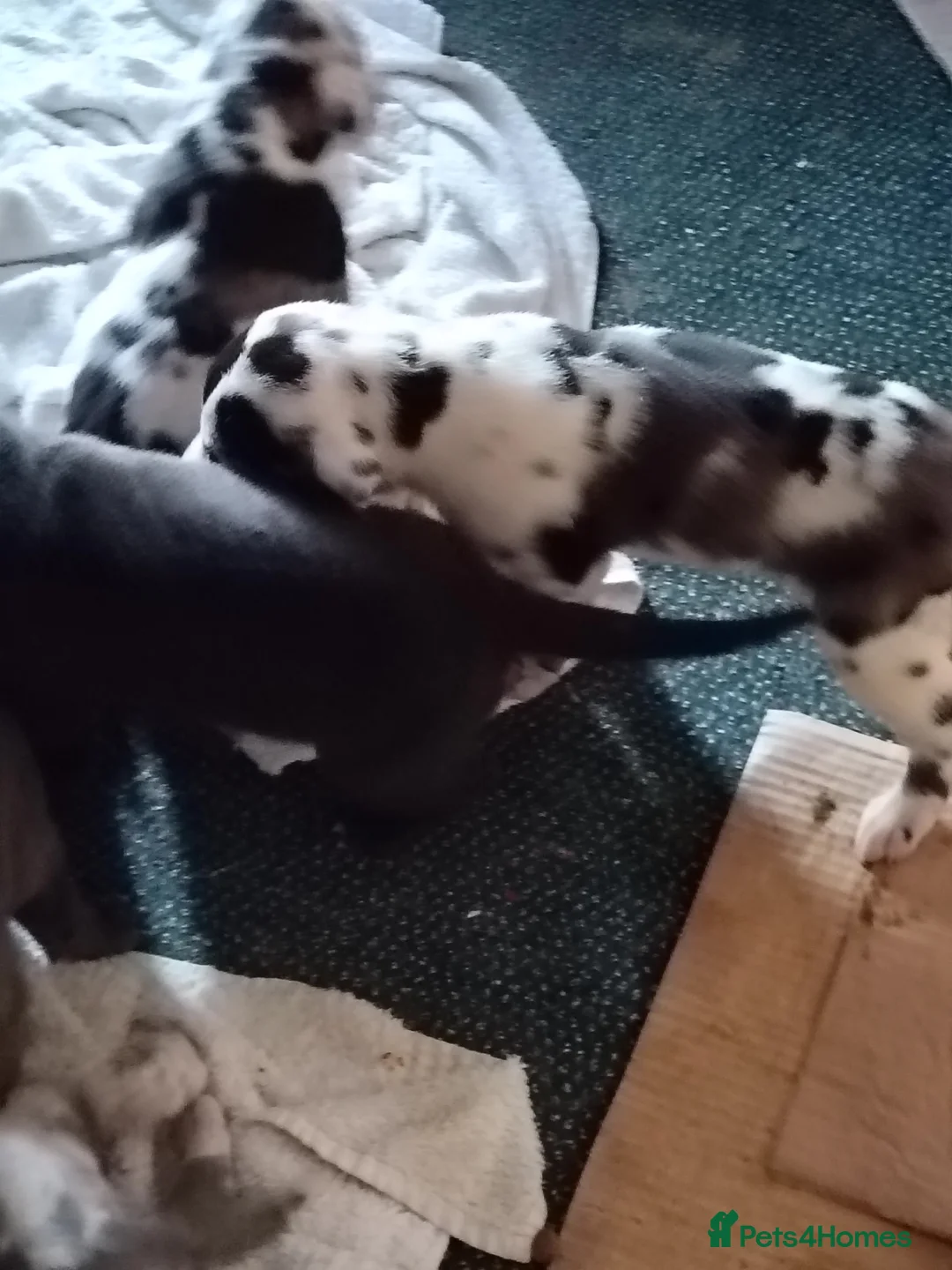 Great Dane dogs for sale: LITTER OF PEDIGREE GREAT DANES FOR SALE - Advert 2