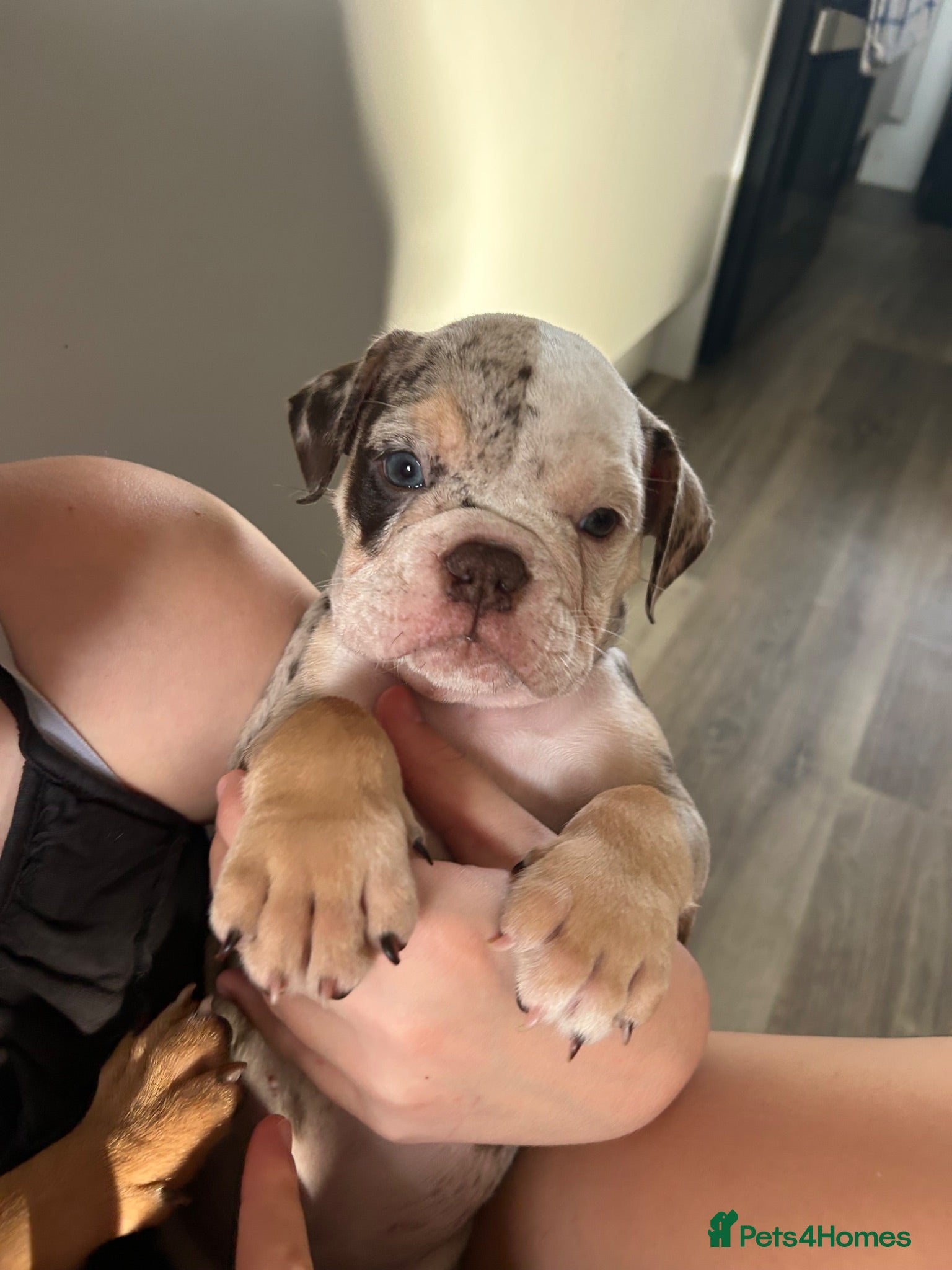 Dorset Olde Tyme Bulldogge dogs OLDE ENGLISH BULLDOG READY TO LEAVE  - Advert 1