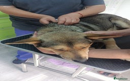 Mixed Breed dogs for adoption: 🐺 WOLFIE – A Brave Soul Ready for a New Life 🖤 - Advert 21