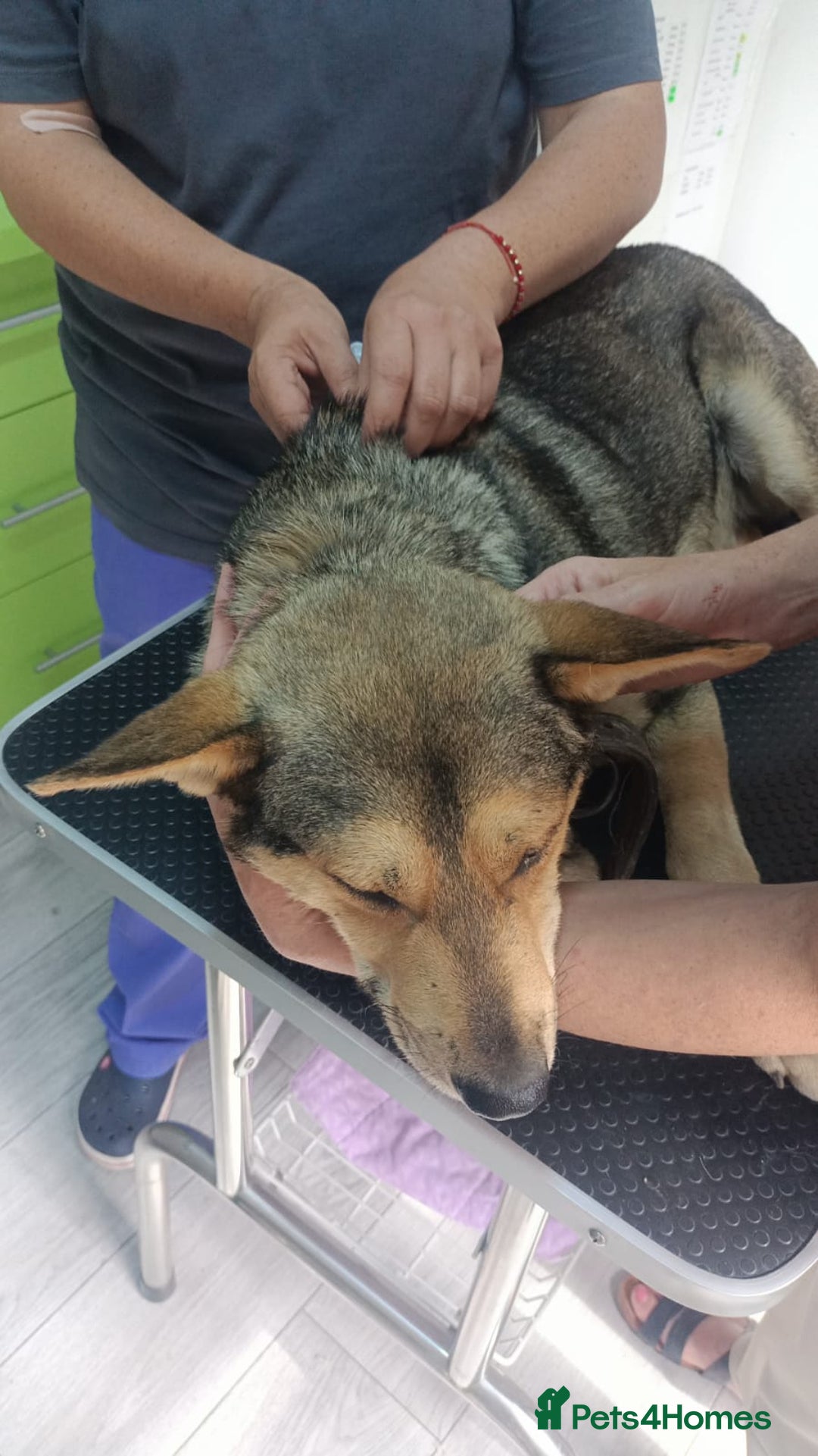 Mixed Breed dogs for adoption: 🐺 WOLFIE – A Brave Soul Ready for a New Life 🖤 - Advert 21