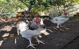 Chickens poultry for sale: Light Sussex trios - Image 1