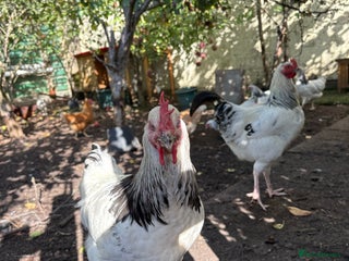 Chickens poultry - Advert 22