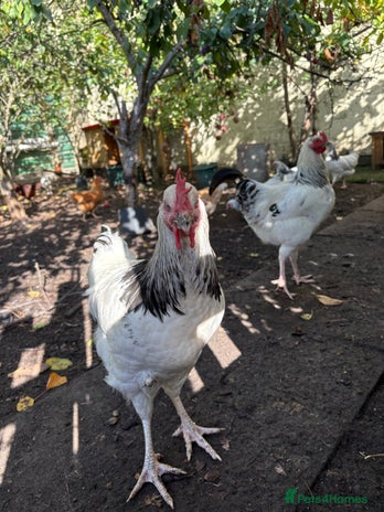 Chickens poultry - Advert 16