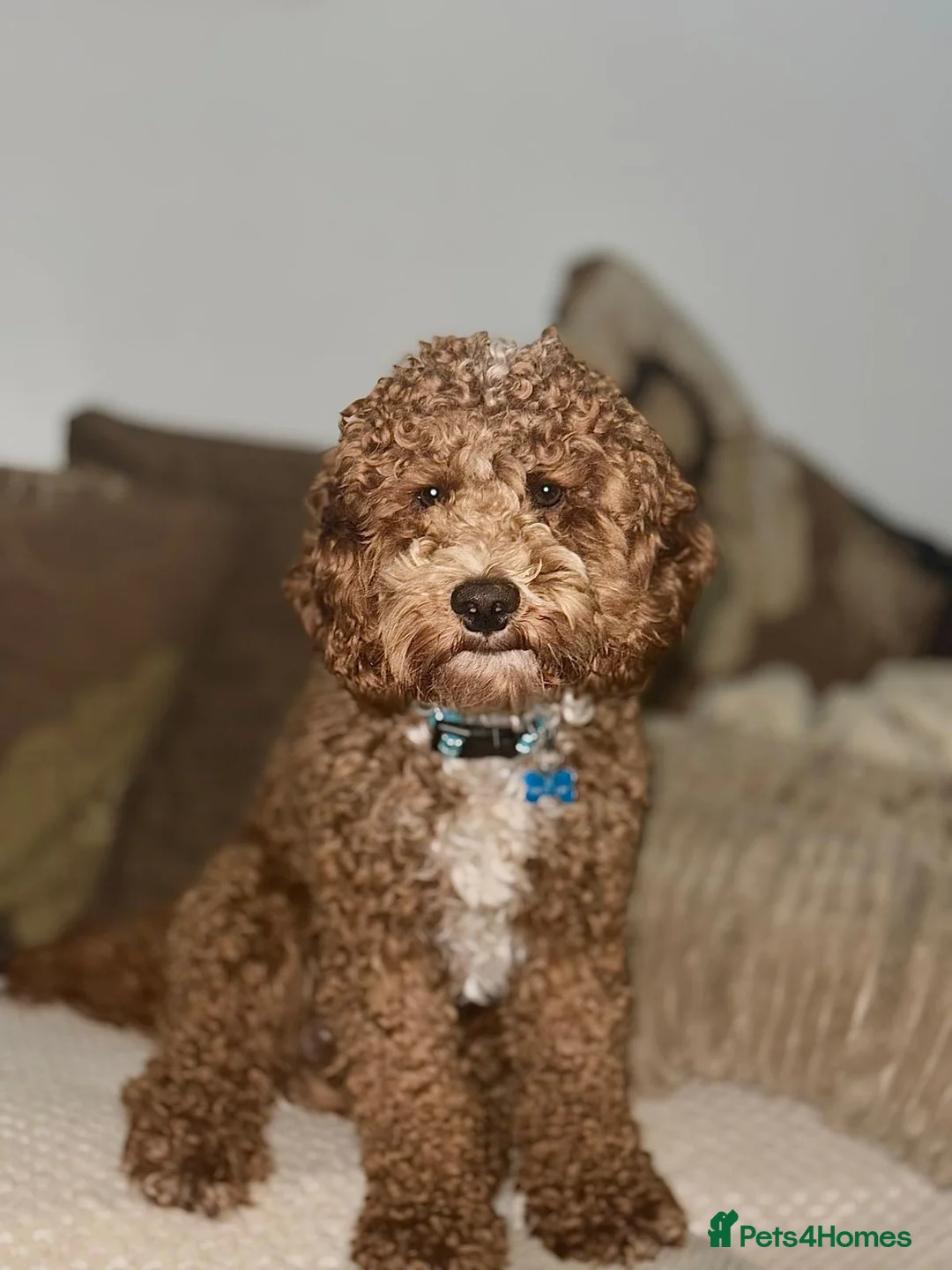 Mixed Breed dogs for sale: DUE 10/03/2026!! Beautiful poochon cross cockerpoo - Advert 4