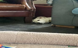 Mixed Breed dogs for adoption: Adorable Abbie is still Looking for Love 🐾 - Image 20