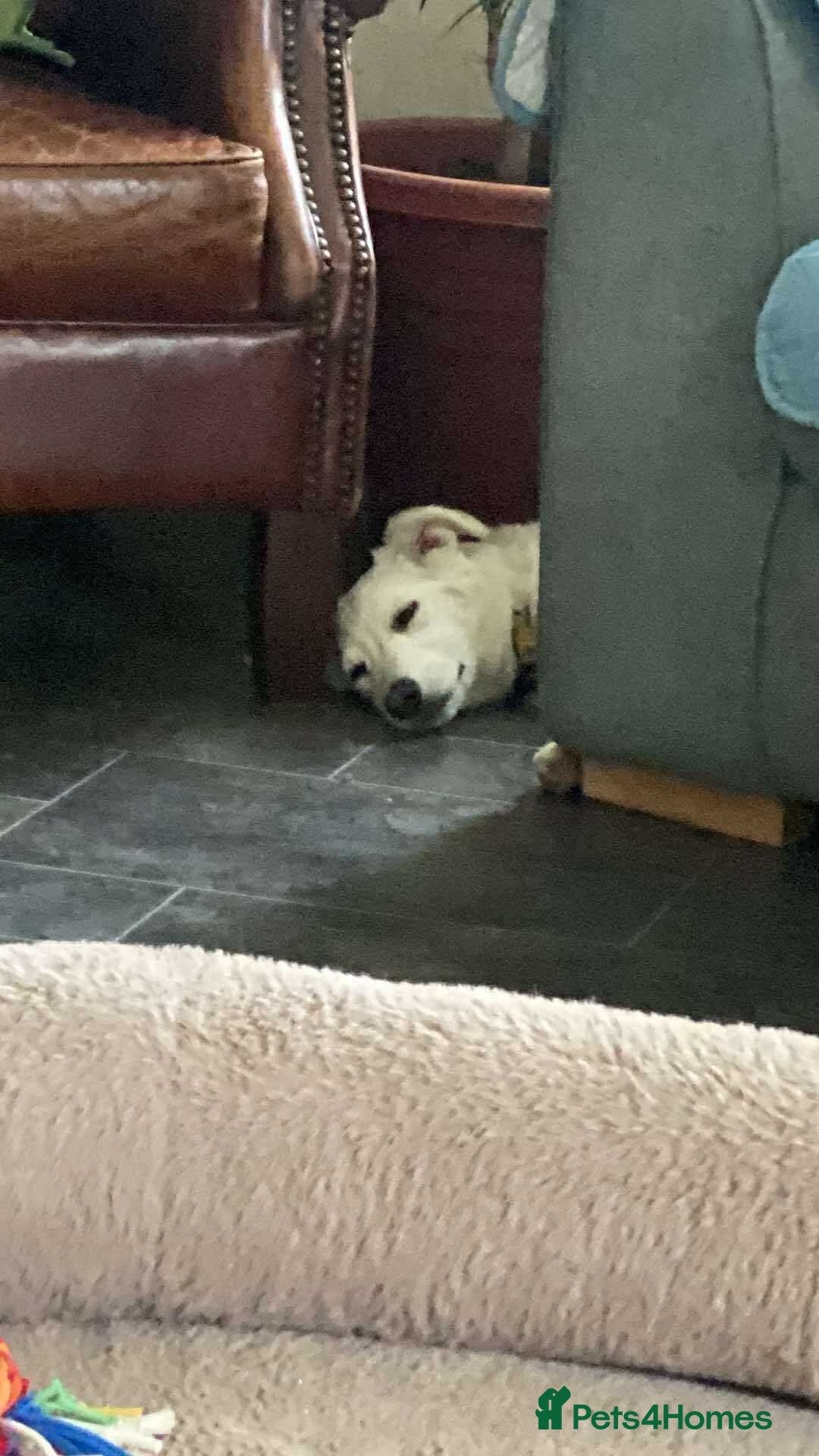 Mixed Breed dogs for adoption: Adorable Abbie is still Looking for Love 🐾 - Image 20