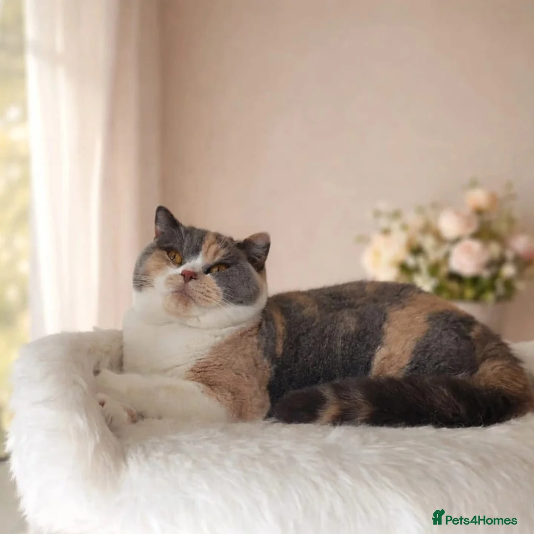 British Shorthair cats for sale: Exceptional British Shorthair kittens  - Advert 10