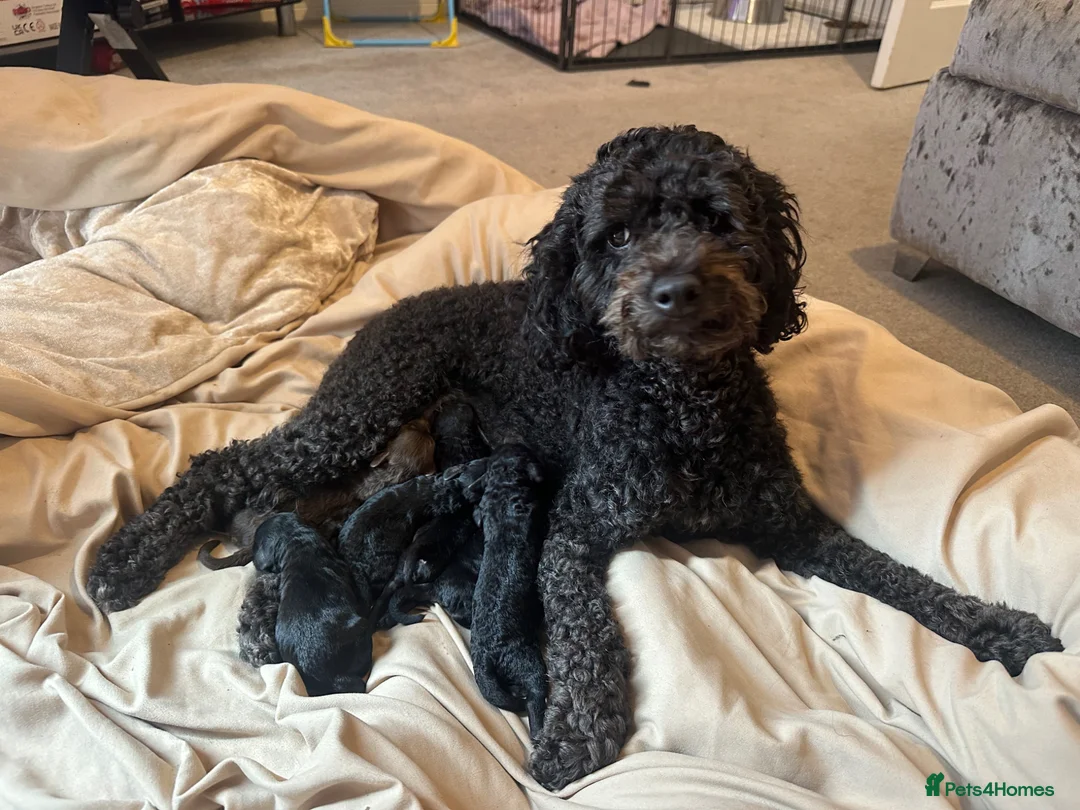 Cockapoo dogs for sale: Cockapoos in Doncaster - Advert 1