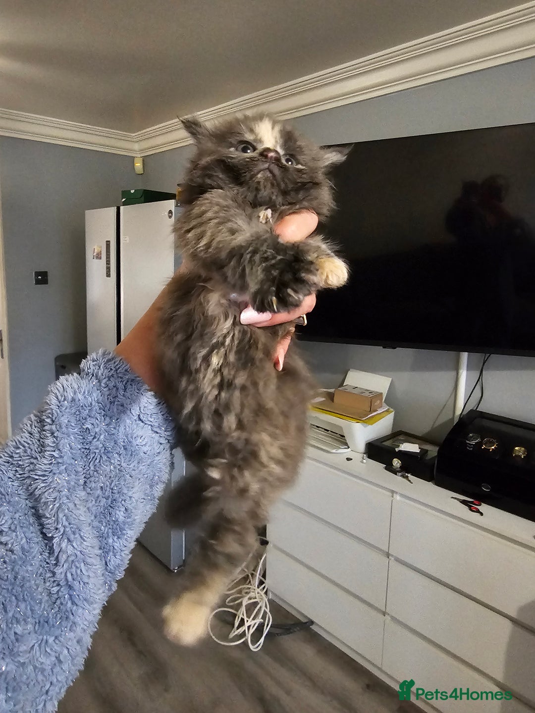 Maine Coon cats for sale: Maine Coon Kittens for Sale –2 Gi - Advert 13