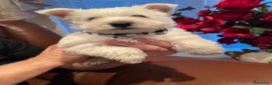 West Highland Terrier Puppy 4