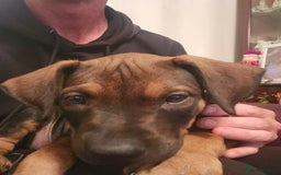 Mixed Breed dogs for sale: Staff x Chinese red dog - Image 3