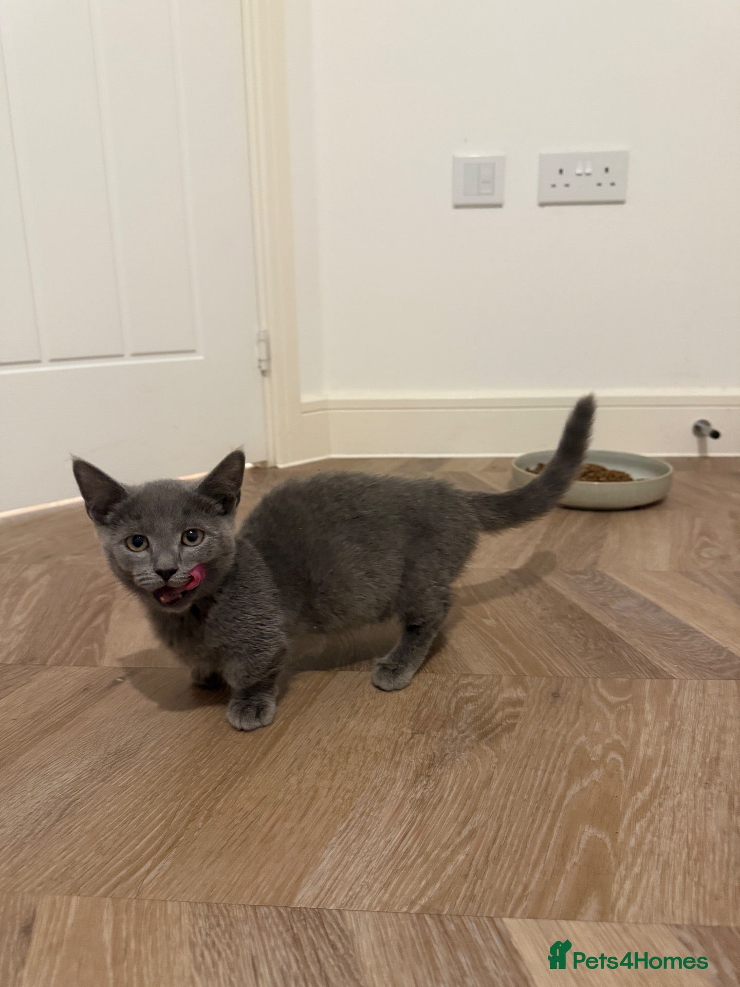 Munchkin cats REDUCED BLUE MINUET MUNCHKIN BOY -SUPER SHORT LEGS - Advert 4
