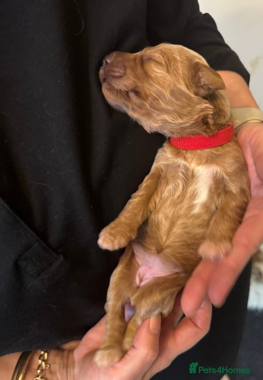 Australian Labradoodle dogs for sale: 100% Pure bred Australian Labradoodle - Advert 24