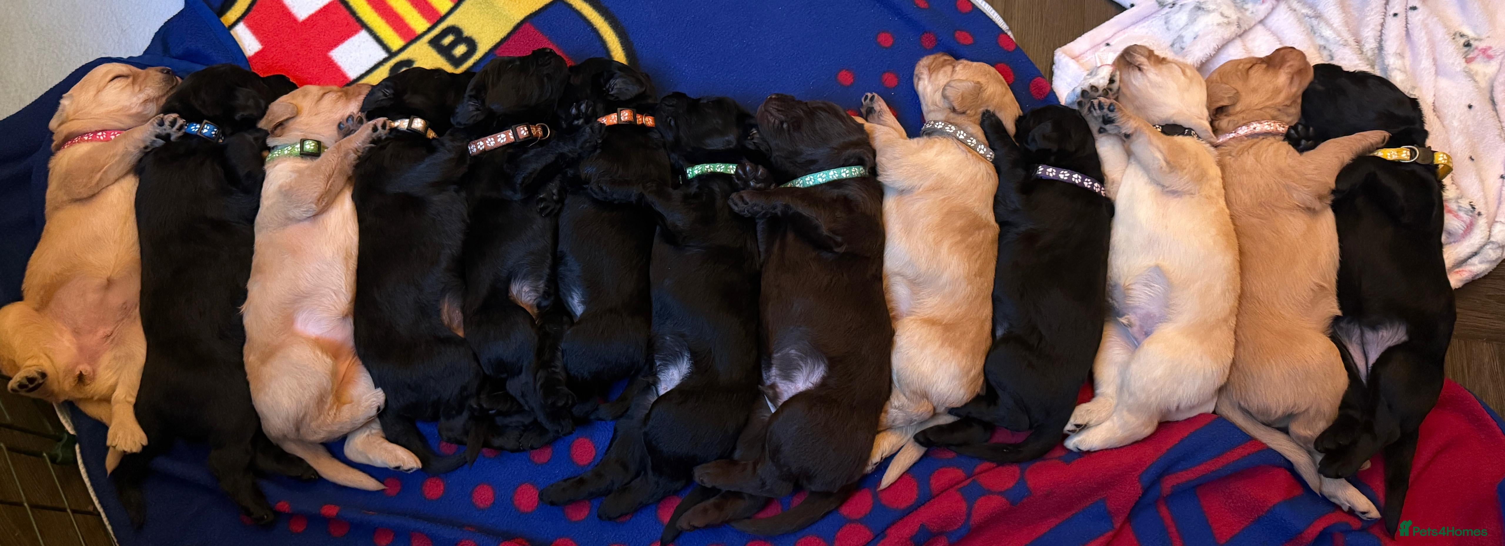 Labradoodle dogs Labrodoodle Puppies - Advert 14