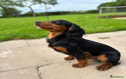 Cocker Spaniel dogs for stud: KC registered Champion bred working cocker  in Middlewich - Image 14