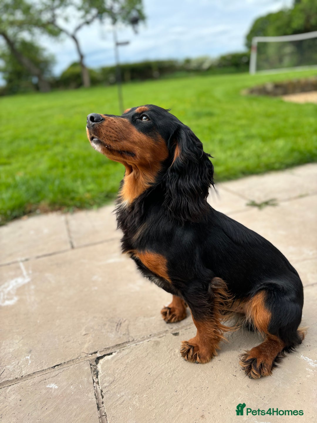 Cocker Spaniel dogs for stud: KC registered Champion bred working cocker  in Middlewich - Image 14