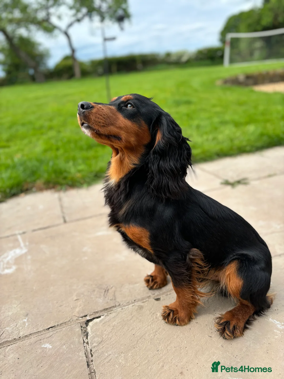 Cocker Spaniel dogs for stud: KC registered Champion bred working cocker  in Middlewich - Advert 14